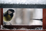 Fototapeta Zwierzęta - The female great tit sitting in a wooden bird feeder, some snow on the roof, wooden frame, blurred background