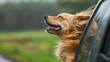 golden retriever with its head out the window of a car. generative ai