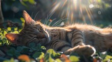 A Paralyzed Cat Sunbathing In A Patch Of Warm Sunlight,  Luxuriating In The Gentle Rays