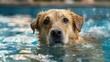 A paralyzed dog enjoying a swim in a shallow pool with the help of a flotation device