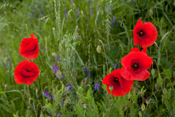 Sticker - red poppy flowers