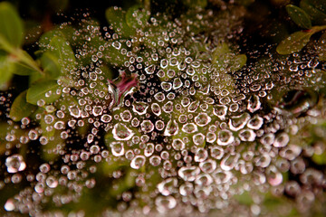 Canvas Print - drops of water on a spider's web