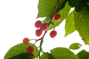 Wall Mural - cherry in may