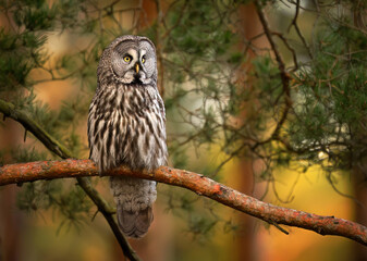 Sticker - Great grey owl ( Strix nebulosa ) close up