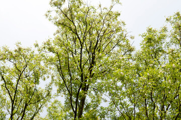 Poster - acacia in full bloom