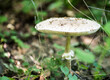 Schön gewachsener Pilz am Waldboden