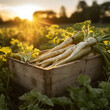 Parsnip root harvested in a wooden box with field and sunset in the background. Natural organic fruit abundance. Agriculture, healthy and natural food concept. Square composition.