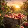Peaches harvested in a wooden box with orchard and sunset in the background. Natural organic fruit abundance. Agriculture, healthy and natural food concept. Square composition.