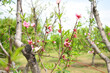 Beautiful Pink Peach Blossoms in a Garden, Pink Peach Flowers Blooming on Peach Tree, Beautiful peach flowers close up - as background, Flowering branch of fruit flower closeup