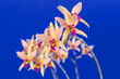 Laeliocattleya Santa Barbara Sunset 'Showtime' HCC/AOS, a hybrid orchid created from two species, Laelia anceps x Cattleya cinnabarina