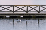 Fototapeta Pomosty - Drewniany pomost na wodzie, spacerowe molo
