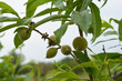 Small green apricot fruits in nature in spring. Close-up, Small unripe apricots fruits riping on apricot tree in spring, farming in Chakwal - Panjab - Pakistan