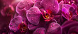 Beautiful purple orchid phalaenopsis. Generative ai design art concept.