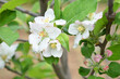 Fresh spring blossom of apple tree with green leaves, Flowering apple tree, Beautiful flowers of apple trees in spring, Spring background, flowering trees, Apple tree, flower, closeup