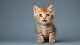 Fototapeta  - little kitten