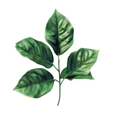 Wall Mural - Green leaf on Transparent Background