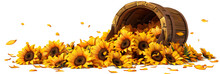 A Sunflower With Water Drops And A Black Background. Bunch Of Beautiful Daisies With Yellow Petals And Orange Disks Isolated Over White Background. 

