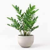 Fototapeta Londyn - 3D realistic zamioculcas plant in pot isolated on white background