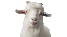  A Fluffy White Goat With A Friendly Smile, Its Eyes Twinkling With Mischief