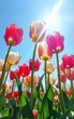 A few tulips under the blue sky,