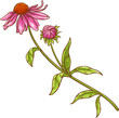 Echinace Purpurea Plant with Flower Leaves Colored Detailed Illustration