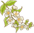 Jasmine Branch with Flowers and Leaves Colored Detailed Illustration. Essential oil ingredient for cosmetics, spa, aromatherapy, health care
