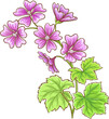Malva Plant with Flowers and Leaves Colored Detailed Illustration.