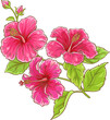 Hibiscus Branch with Flowers and Leaves Colored Detailed Illustration