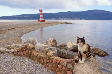 Wall Mural - Beautiful Mediterranean landscape on a cloudy March day.  Montenegro, Adriatic Sea. Coast of Bay of Kotor near Tivat city. Pebble beach with lighthouse. Homeless cat sits on stones