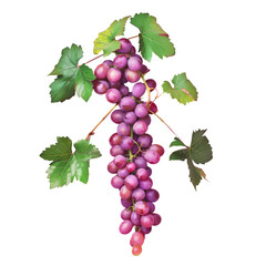 Wall Mural - A bunch of grapes on a vine