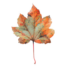 Wall Mural - A close-up of a leaf with a Transparent Background