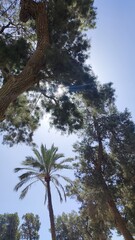 Wall Mural - pine tree and sky