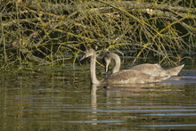 Two Young Swans On The Lake