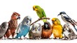 colorful gathering: budgies and parrot perched together