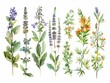 Detailed hand painted watercolor showcasing culinary and medicinal herbs and plants for botanical nature and wellness concepts