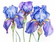 Exquisite Iris Flowers in Vibrant Watercolor Showcasing Nature s Captivating Beauty