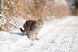 tabby grey cat standing on rural road covered with snow, careful pet walking on winter nature