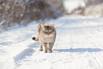 Wall Mural - cat standing on rural road covered with snow, careful pet walking on winter nature