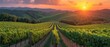 a vineyard at sunset with the sun setting over the rolling hills and trees in the foreground and the sun setting over the rolling hills and trees in the foreground.