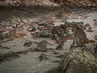 monkeys swimming and sitting on rocks, interesting macaques