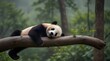 Lazy Panda Bear Sleeping on a Tree Branch, China Wildlife. Bifengxia nature reserve, Sichuan Province .Generative AI