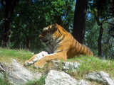 Fototapeta Storczyk - Primo piano di una tigre