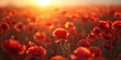 Field of radiant red poppies basking in the golden glow of a sunset with the sun setting in the background
