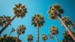 a group of palm trees with a blue sky in the backgrounnd of the palm trees in the backgrounnd of the picture.