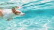 A lively dog paddling in the water of a pool