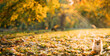Young Red Puppy Pomeranian Spitz Puppy Dog Posing Outdoor In Autumn Grass. panorama panoramic view