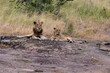 Adolescent male and female lions sitting on a rock