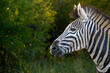 Back lighting portrait of a Burchell's zebra