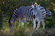 Burchell's zebra foal alongside its grazing mother 