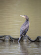 Cormorant Perched on a Lake